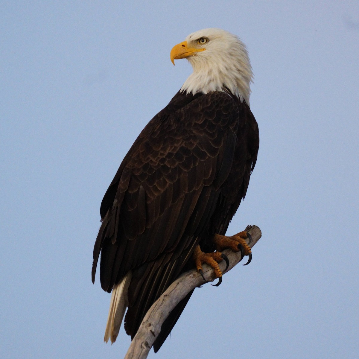 ハクトウワシ - ML645827454