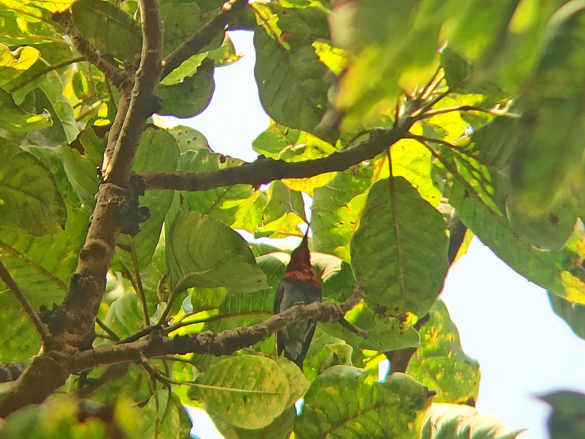 Vigors's Sunbird - ML645827455