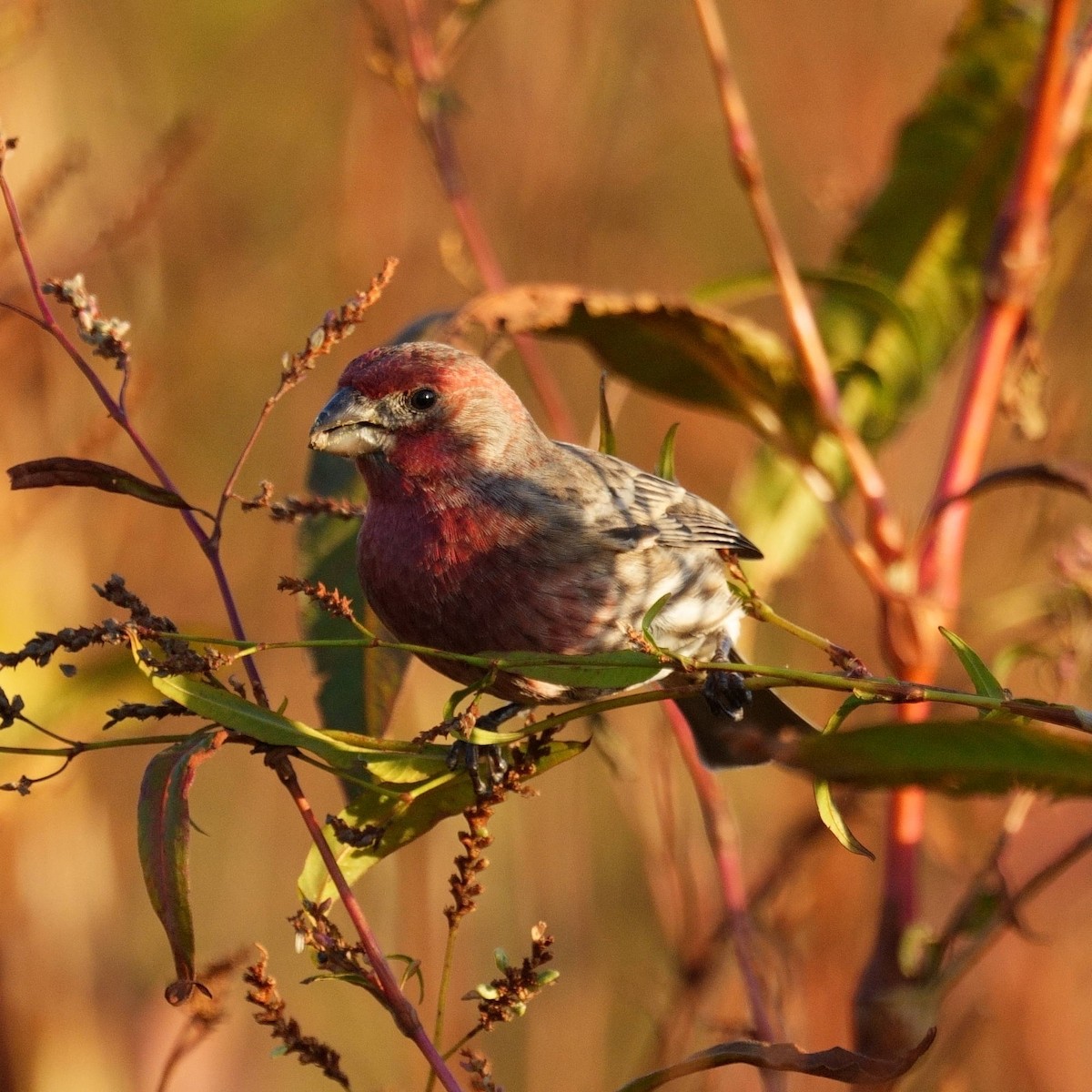 House Finch - ML645827466