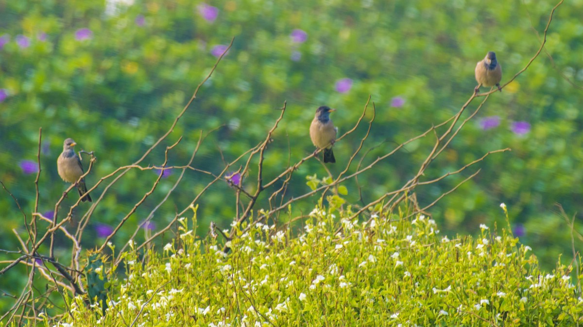 Rosy Starling - ML645827467