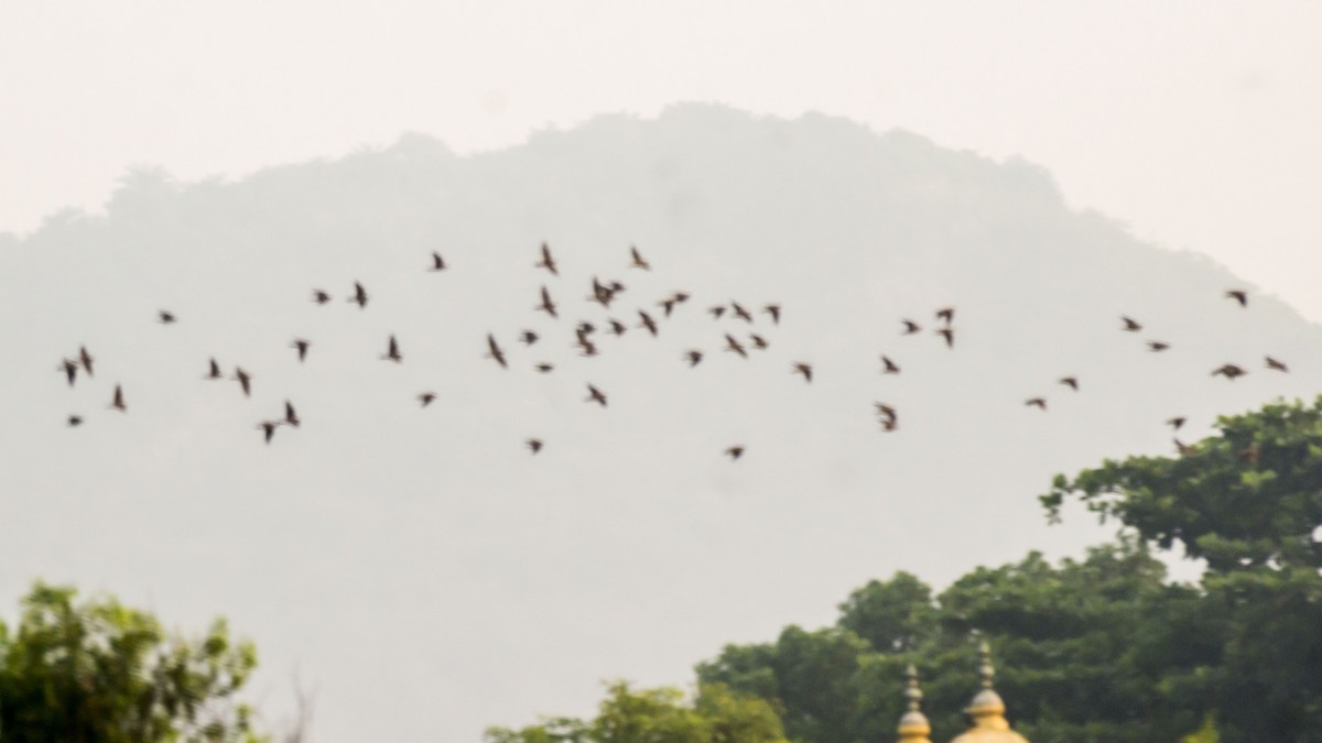 Rosy Starling - ML645827468