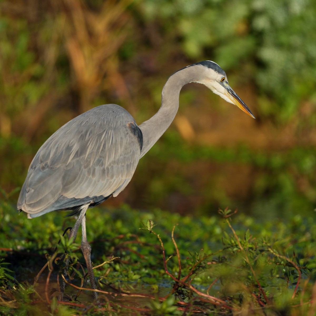 Great Blue Heron - ML645827470