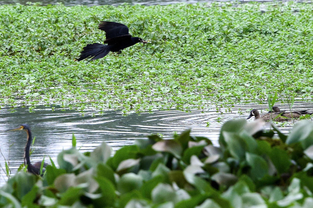 Great-tailed Grackle - ML645827471