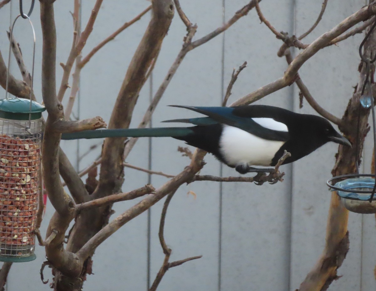 straka americká - ML645827472