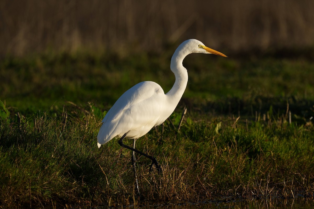 Great Egret - ML645827474