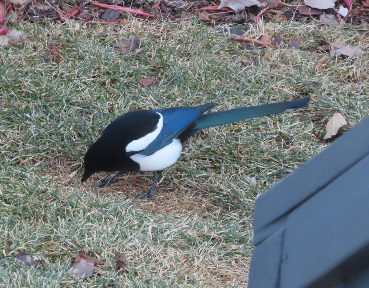 straka americká - ML645827475