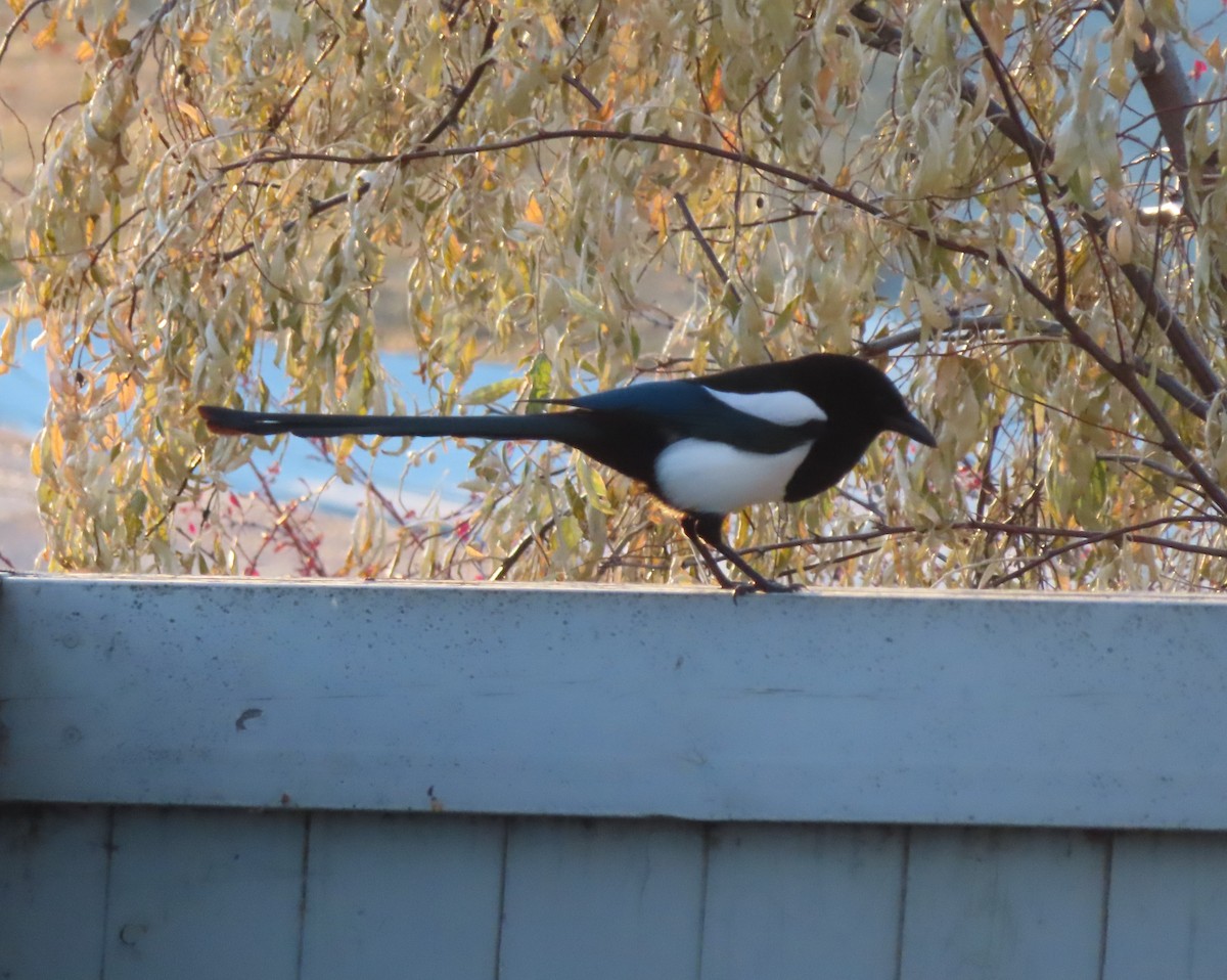 straka americká - ML645827477