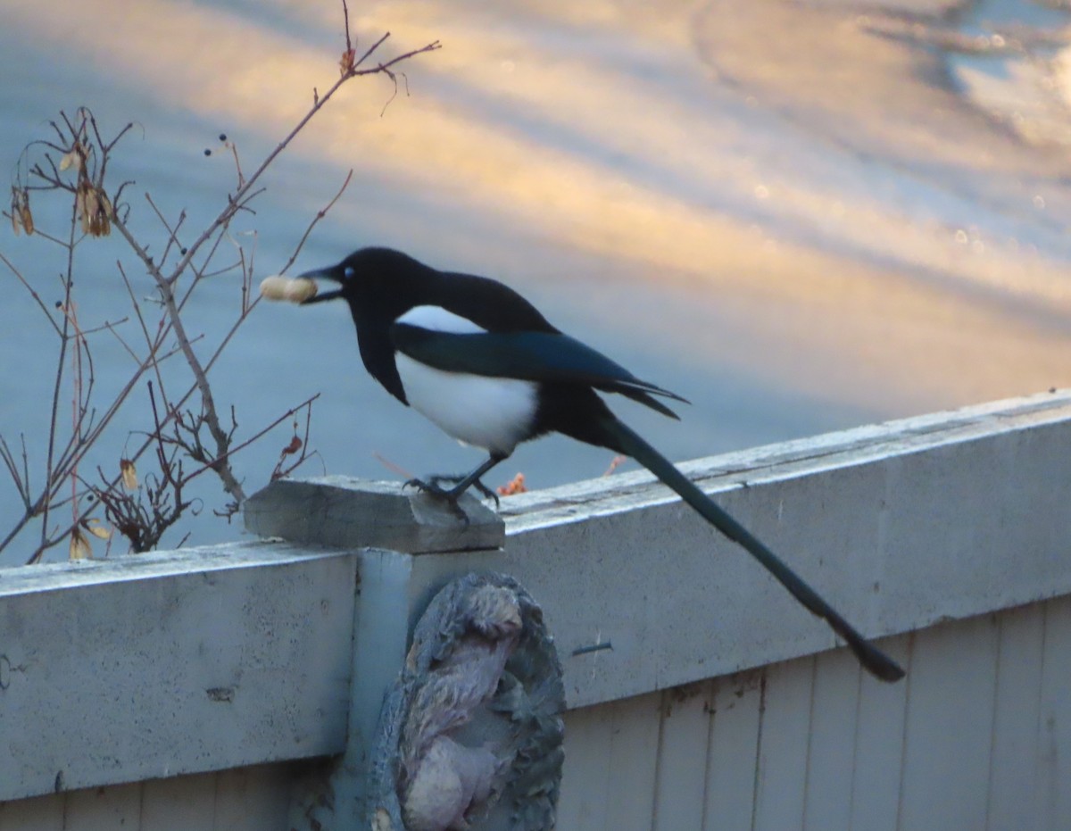 straka americká - ML645827483