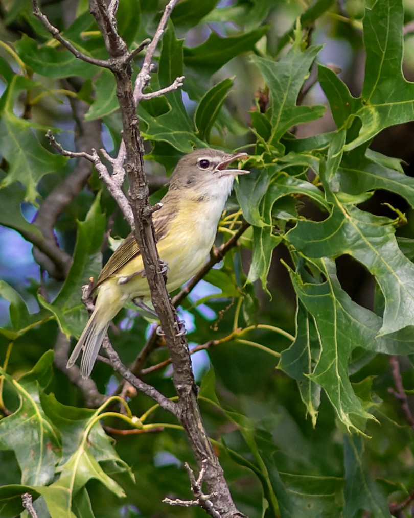 Bell's Vireo - ML645827490