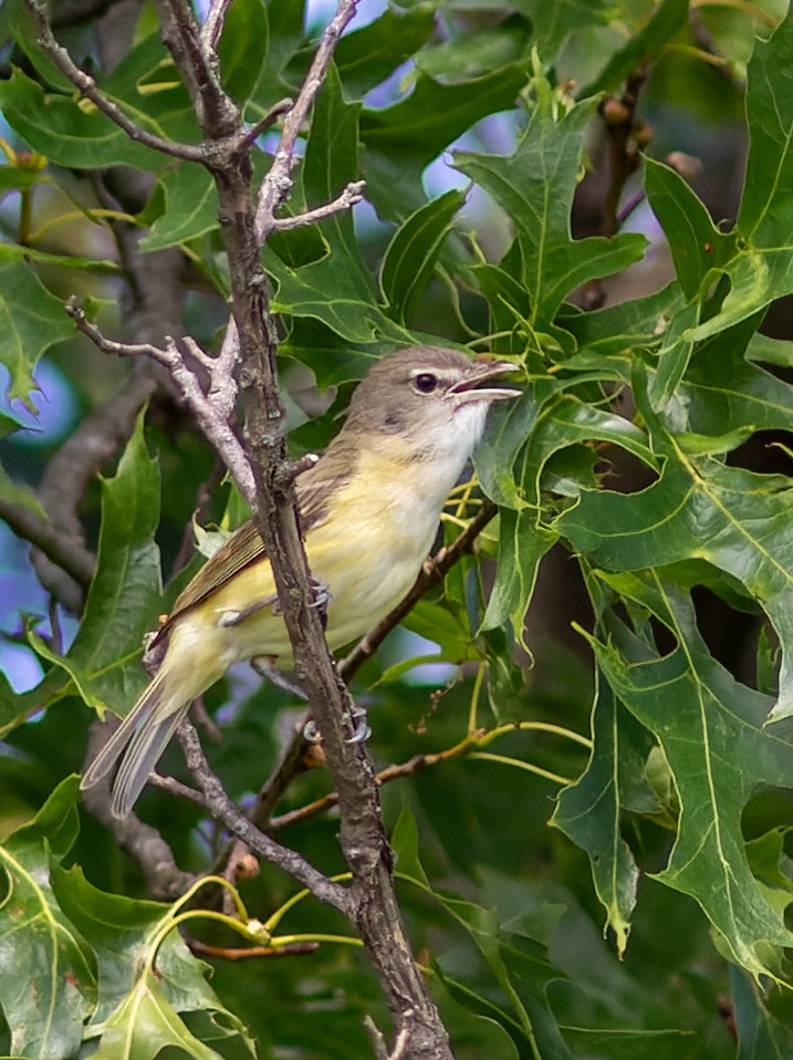 Bell's Vireo - ML645827491