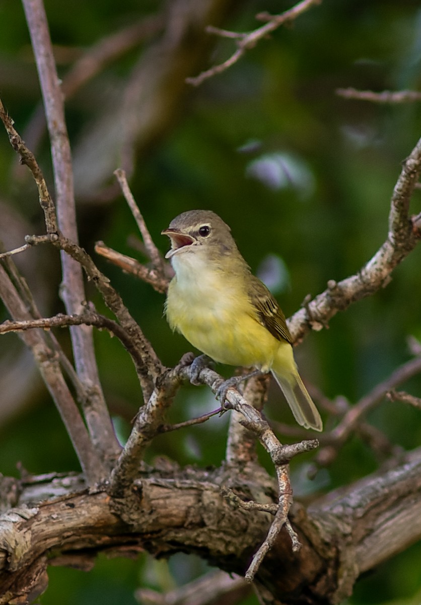 Bell's Vireo - ML645827492