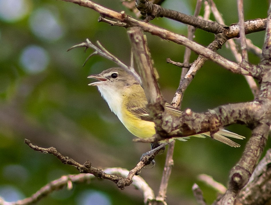 Bell's Vireo - ML645827493
