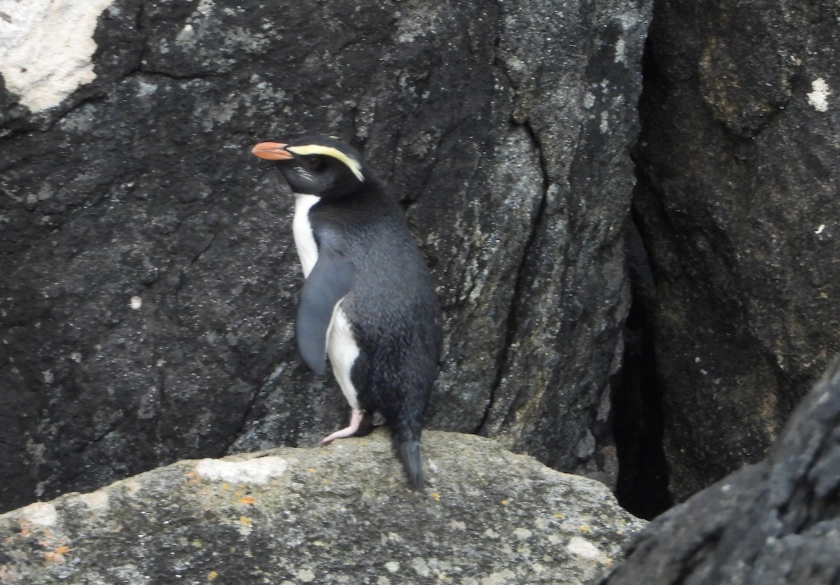 Fiordland Penguin - ML645827496