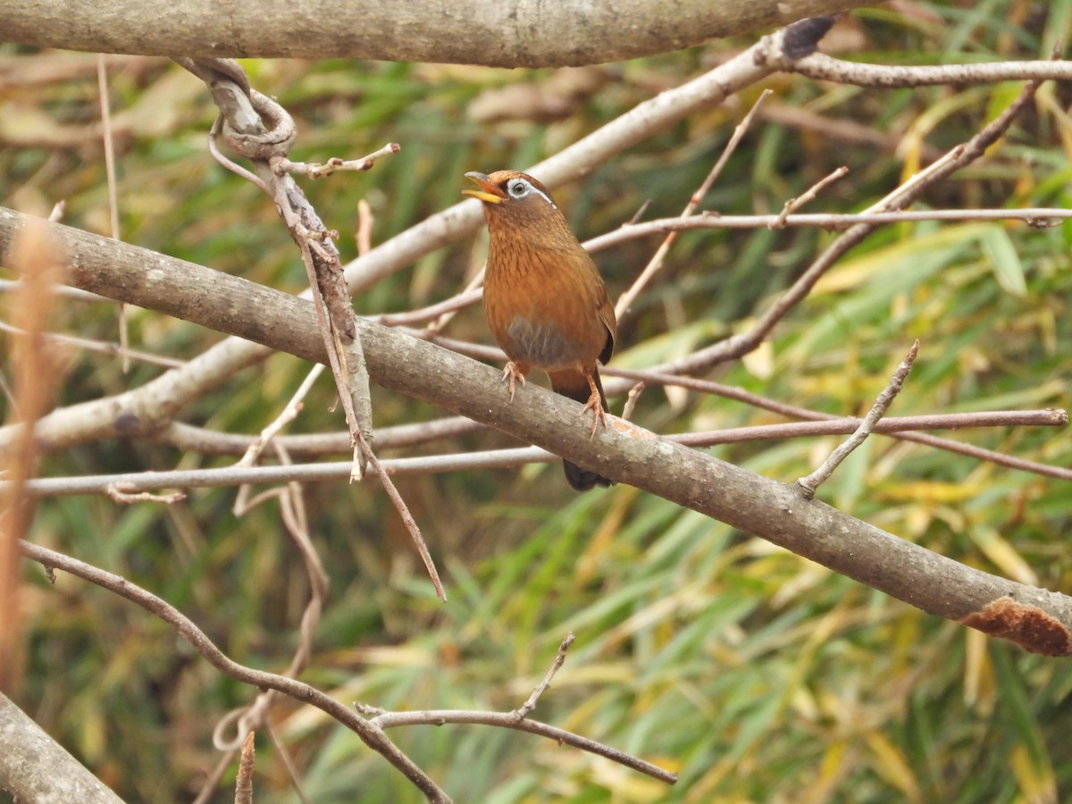 大陸畫眉 - ML645827497