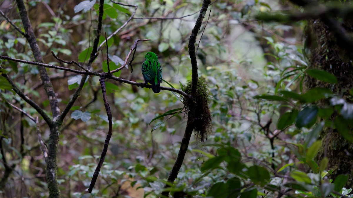 Whitehead's Broadbill - ML645827499