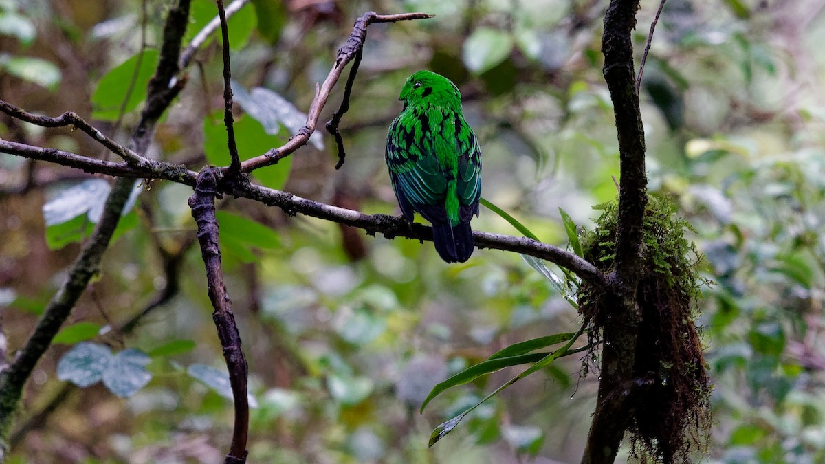 Whitehead's Broadbill - ML645827500