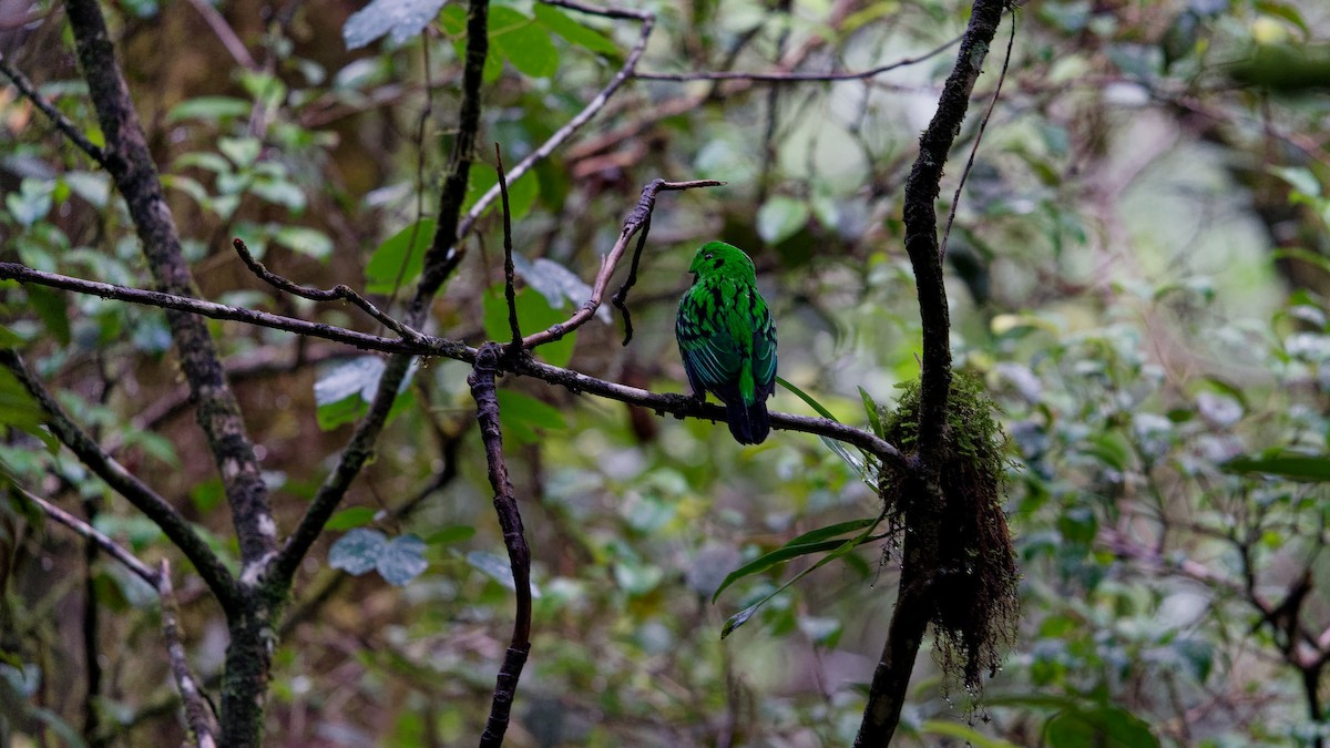 Whitehead's Broadbill - ML645827501