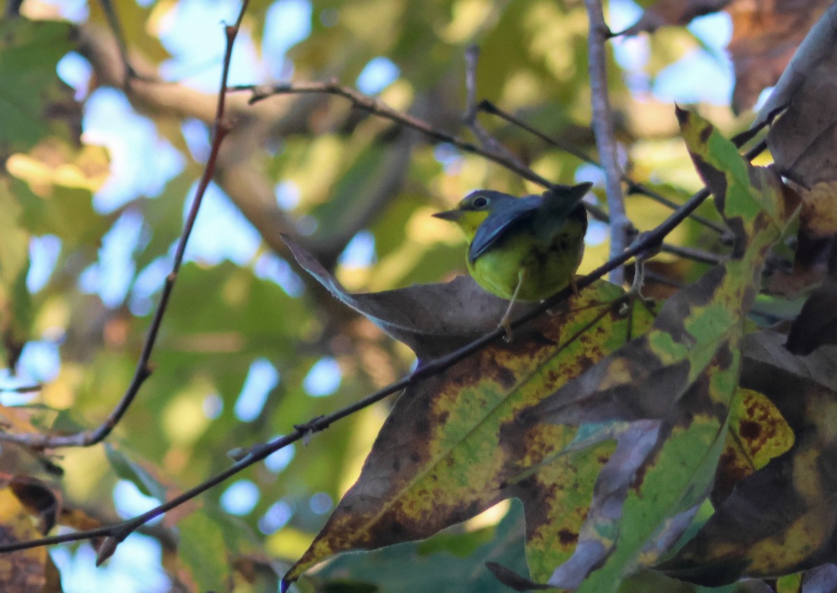 Paruline du Canada - ML645827502