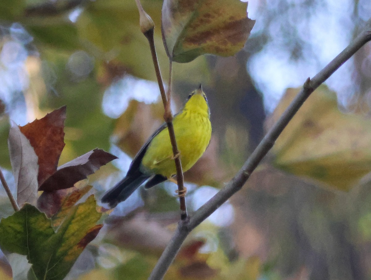 Paruline du Canada - ML645827503