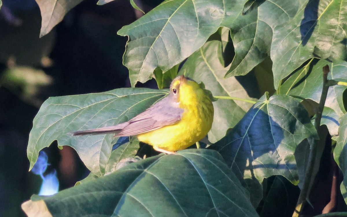 Paruline du Canada - ML645827504