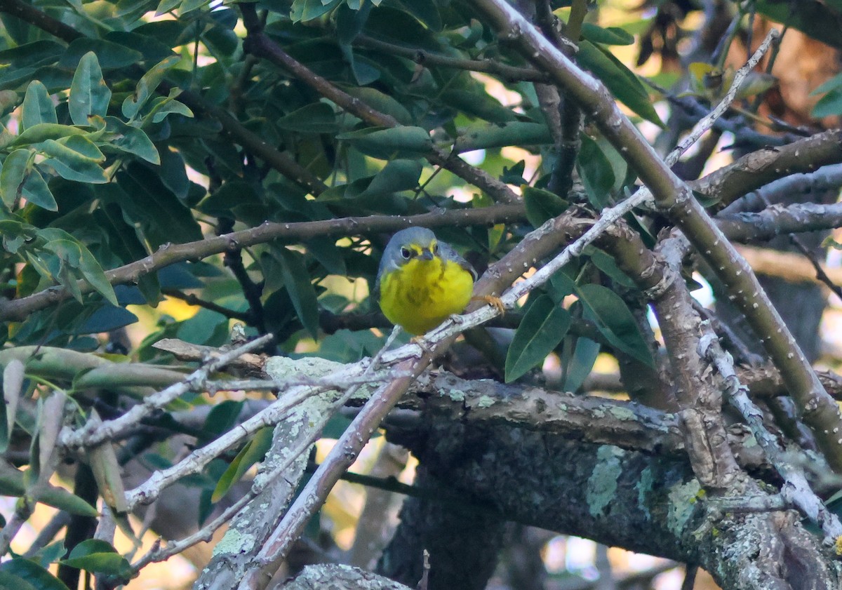 Paruline du Canada - ML645827505