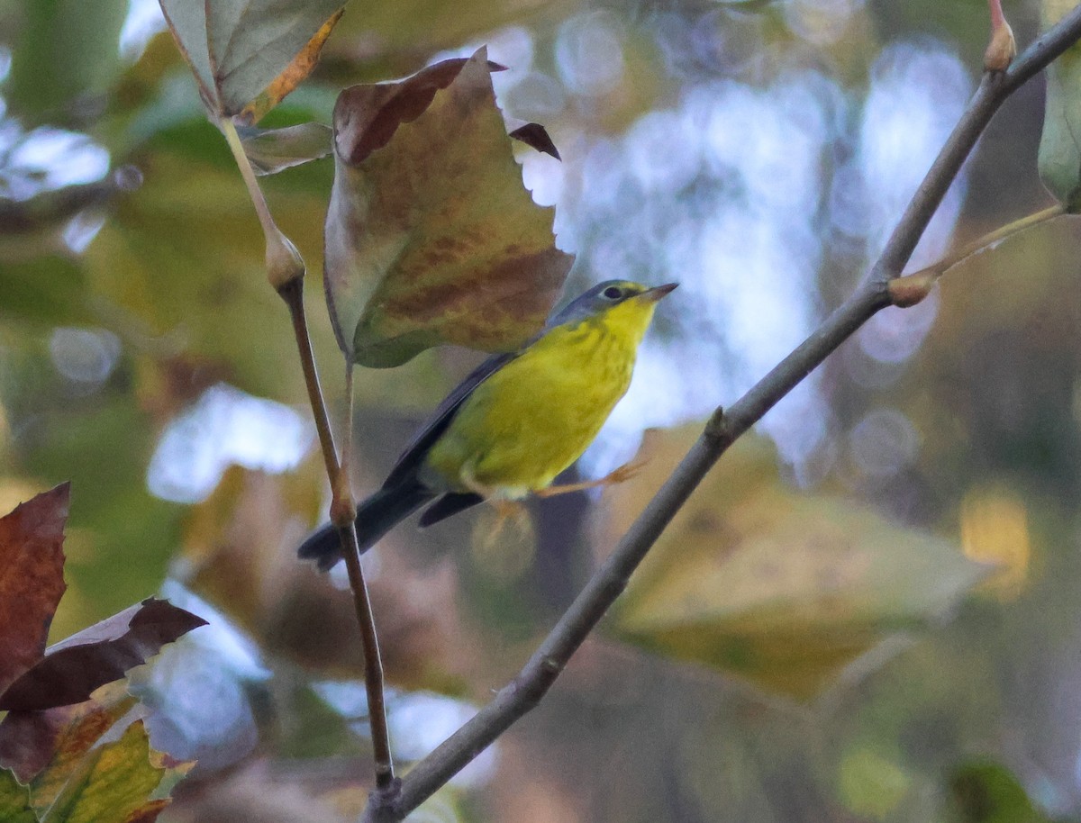 Paruline du Canada - ML645827506