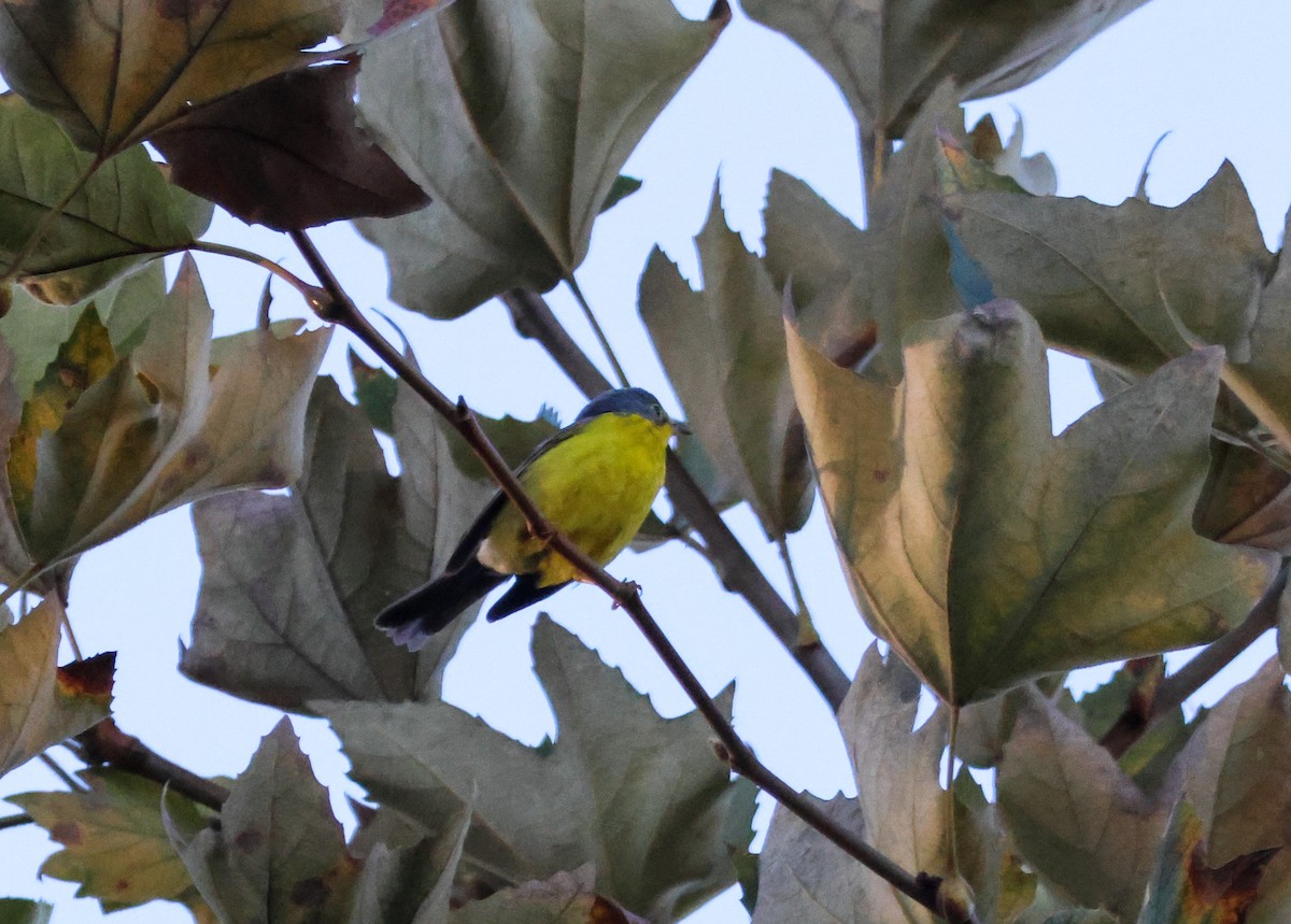 Paruline du Canada - ML645827507
