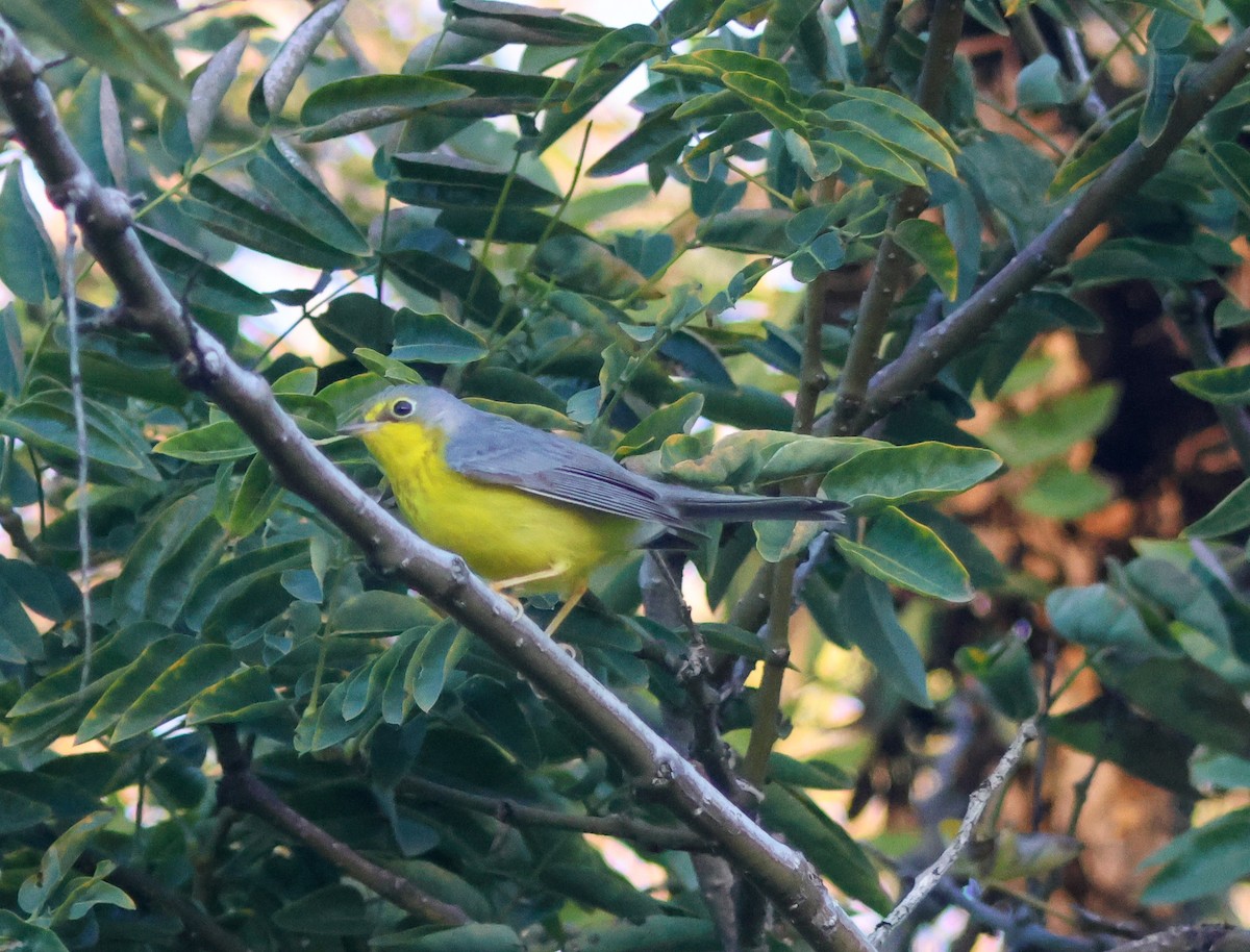 Paruline du Canada - ML645827508