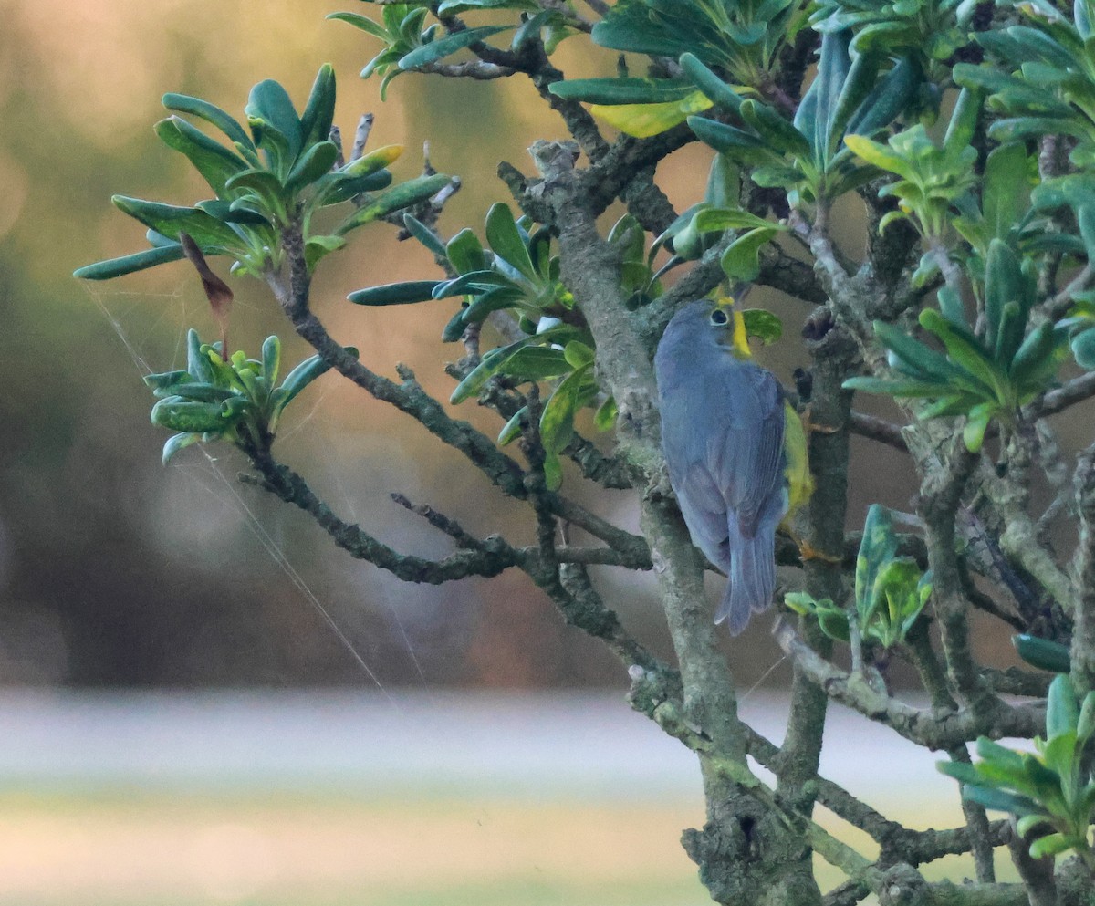 Paruline du Canada - ML645827509