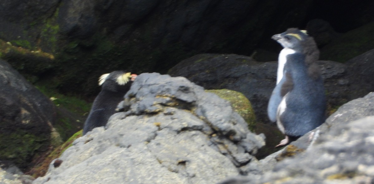 Fiordland Penguin - ML645827516