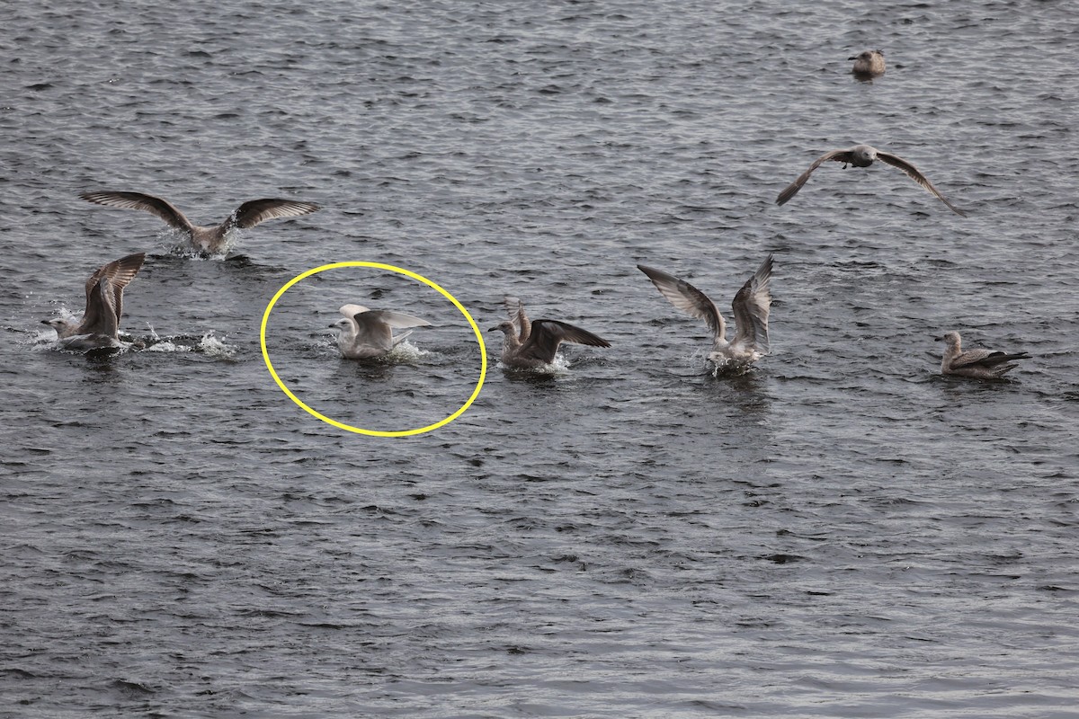 Kaio hegalzuria - ML645827518