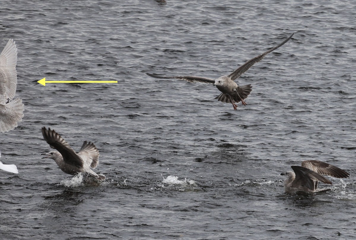 Kaio hegalzuria - ML645827519