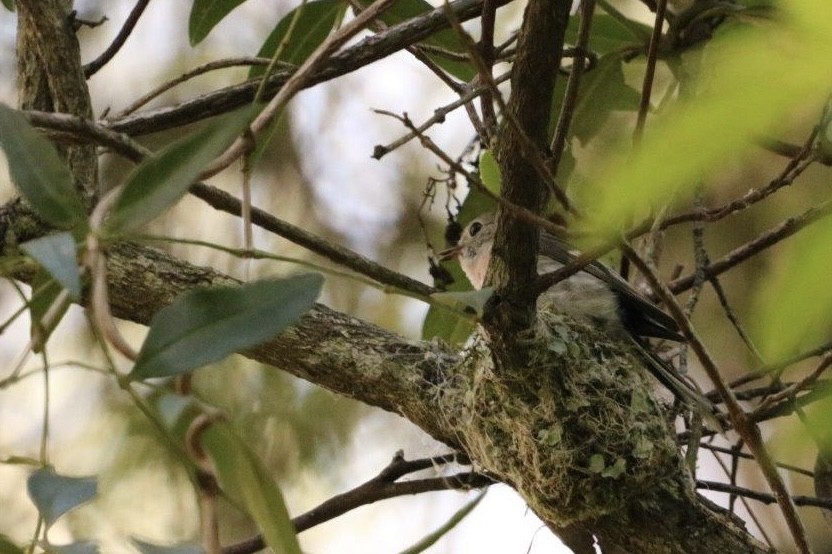 lejsčík růžovoprsý - ML645827521