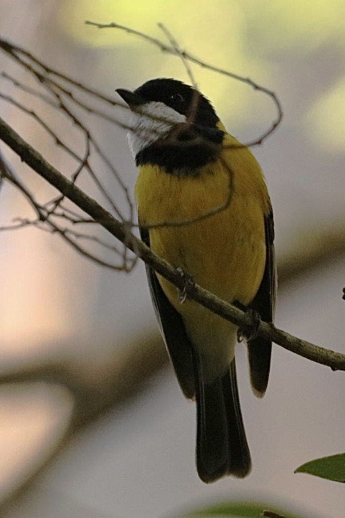 Golden Whistler - ML645827526