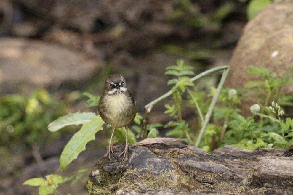 White-browed Scrubwren - ML645827531
