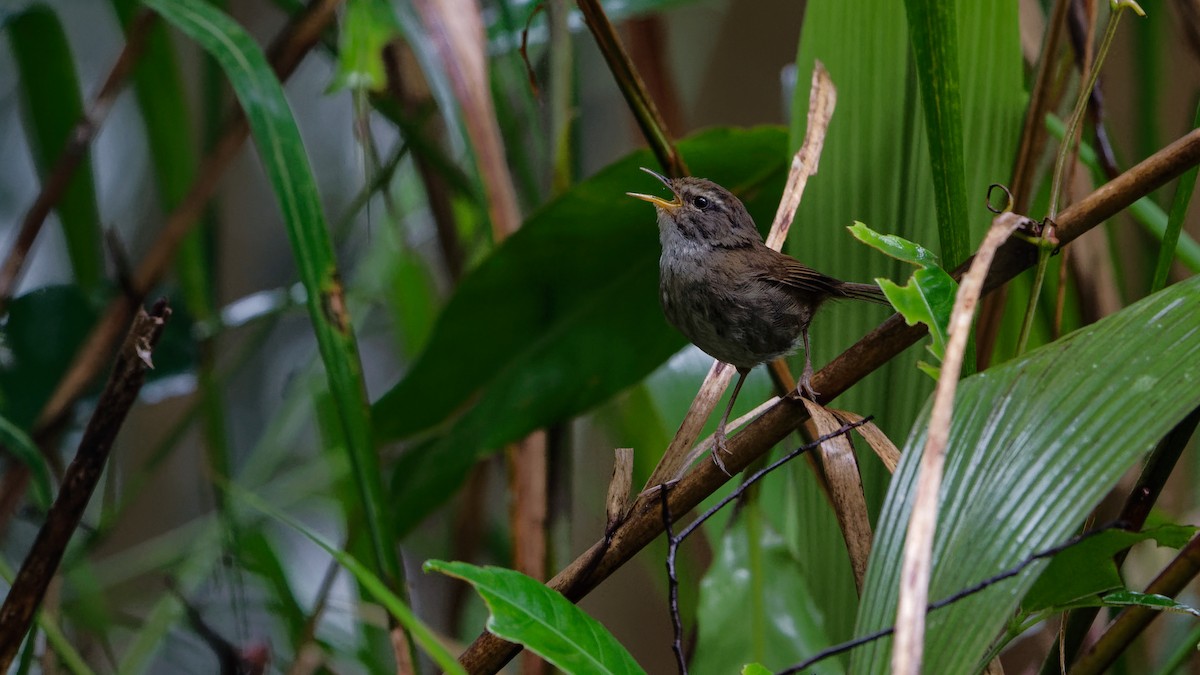 Aberrant Bush Warbler (Sunda) - ML645827534