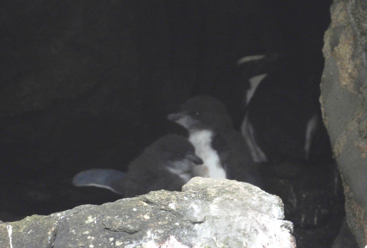Fiordland Penguin - ML645827535