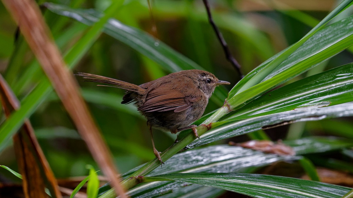 Aberrant Bush Warbler (Sunda) - ML645827537