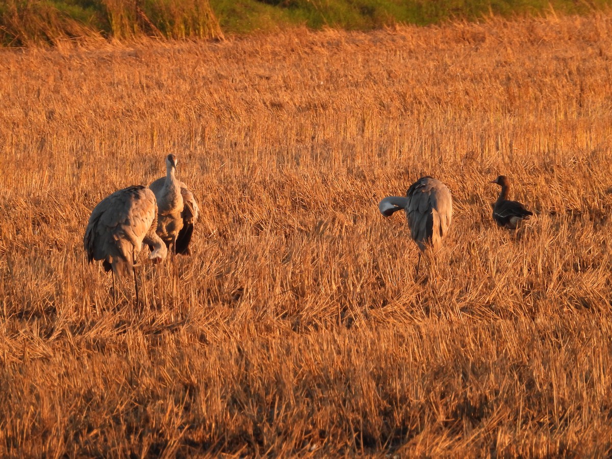 Sandhill Crane (Greater) - ML645827538