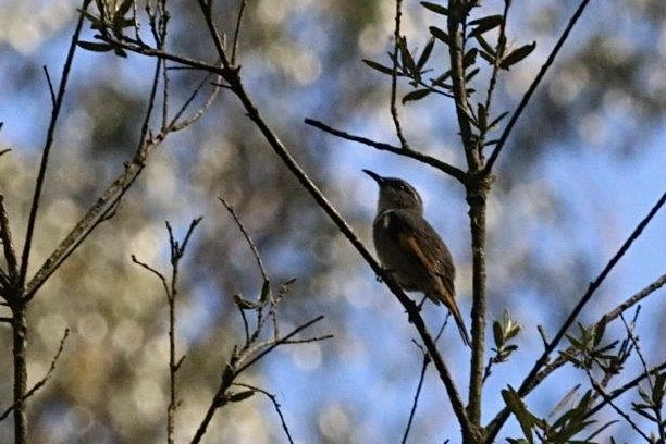 Crescent Honeyeater - ML645827539