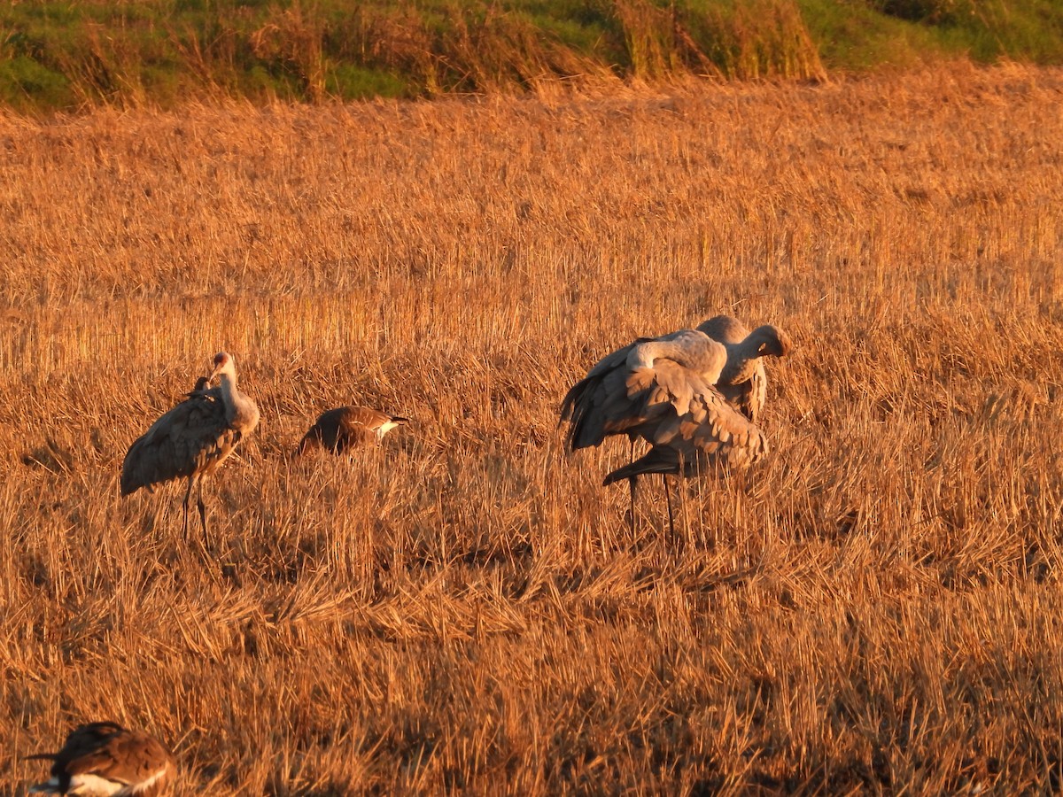 Sandhill Crane (Greater) - ML645827541