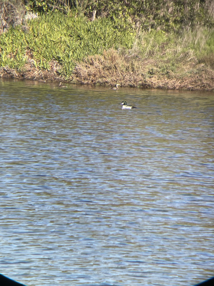 Common Goldeneye - ML645827542