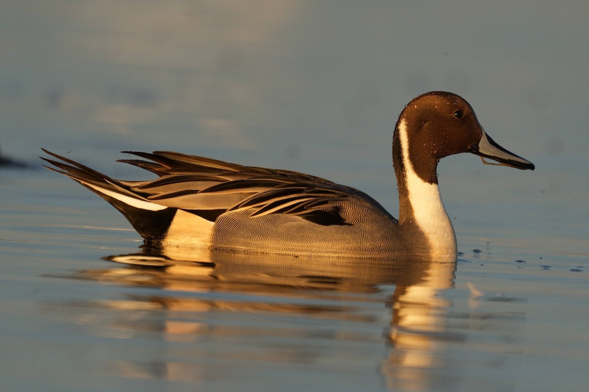 Northern Pintail - ML645827544