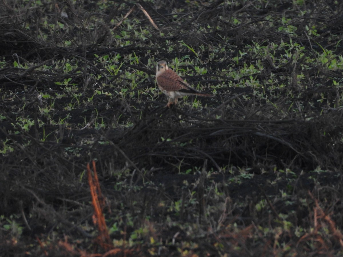 American Kestrel - ML645827545