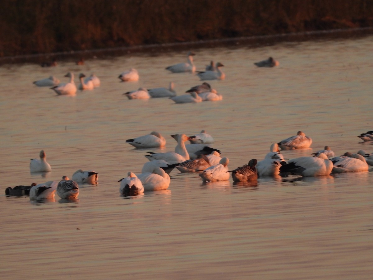 Snow Goose - ML645827546
