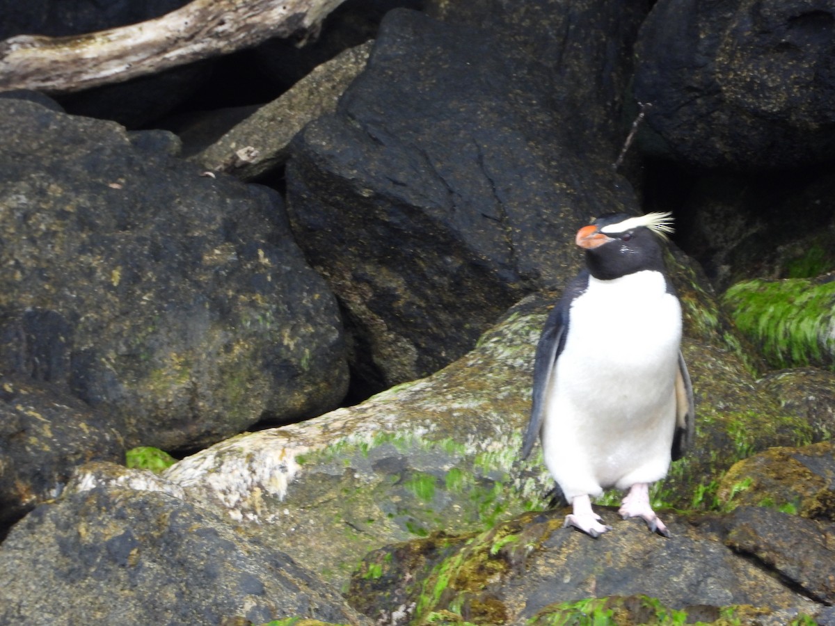 Fiordland Penguin - ML645827547