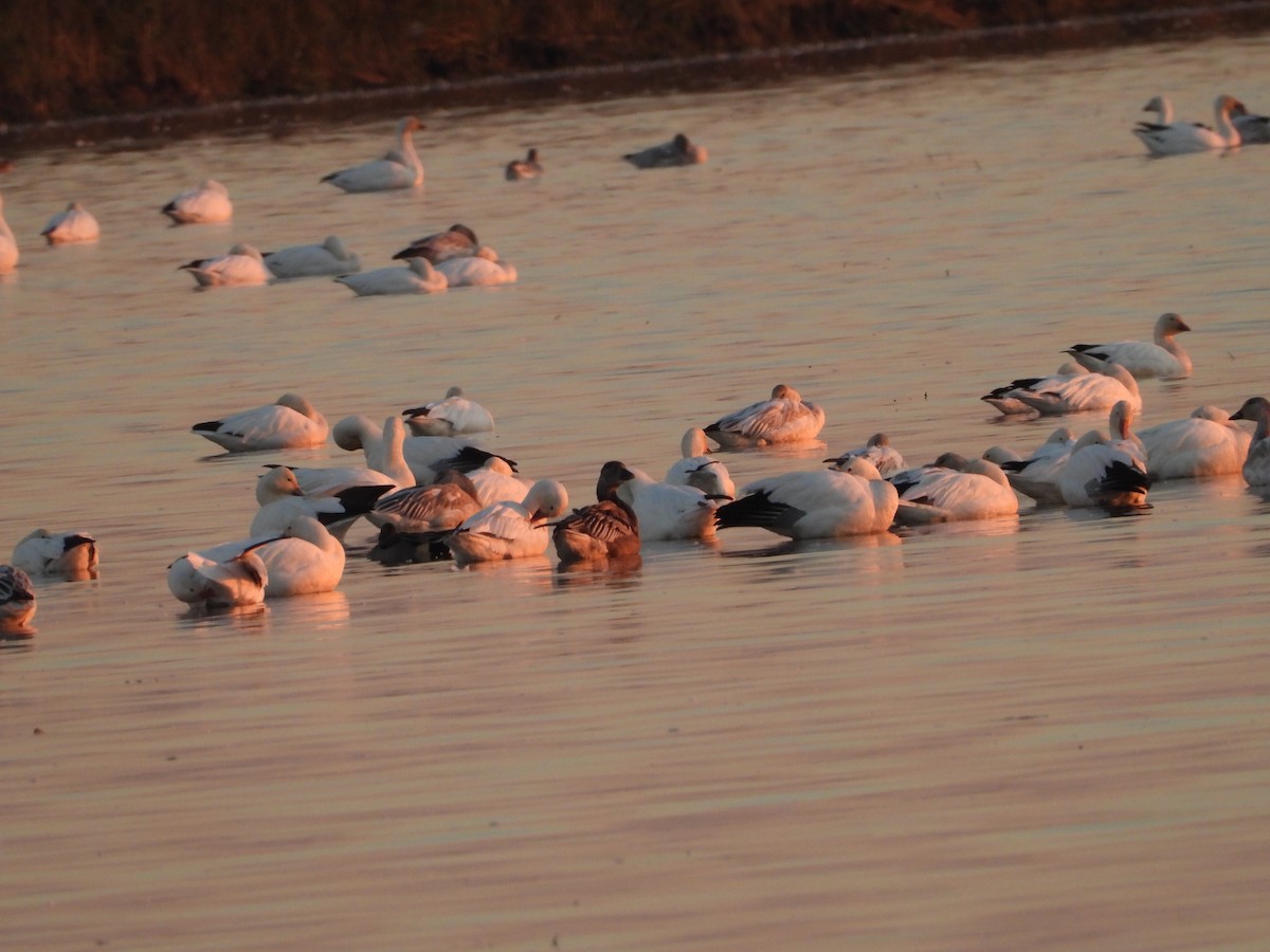 Snow Goose - ML645827548