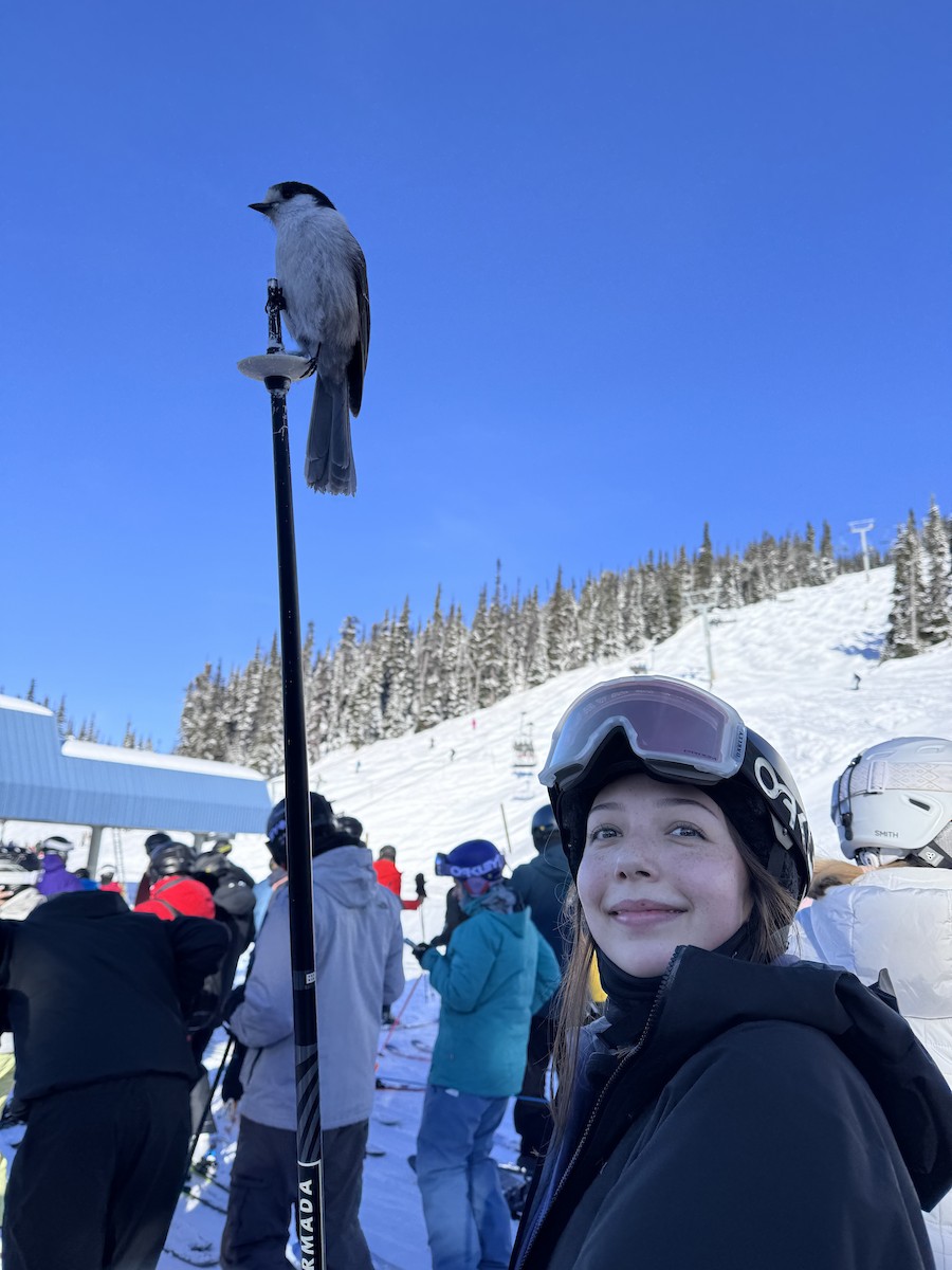 Canada Jay - ML645827551