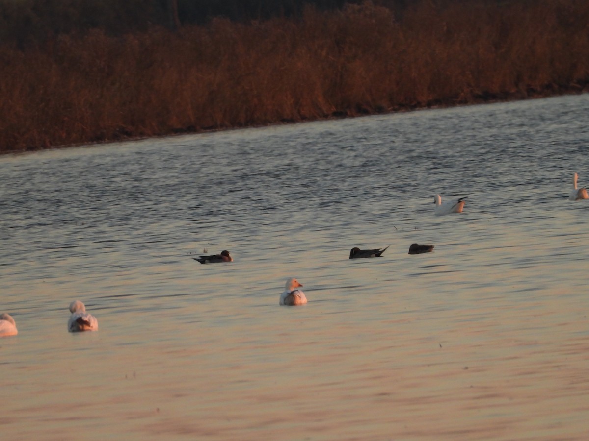 Northern Pintail - ML645827552