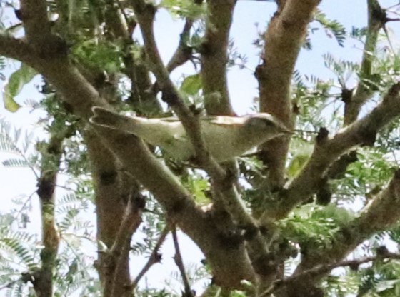 Willow Warbler - ML645827557